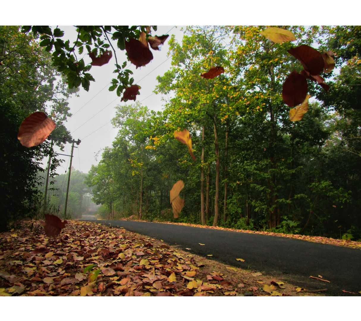 Nature View