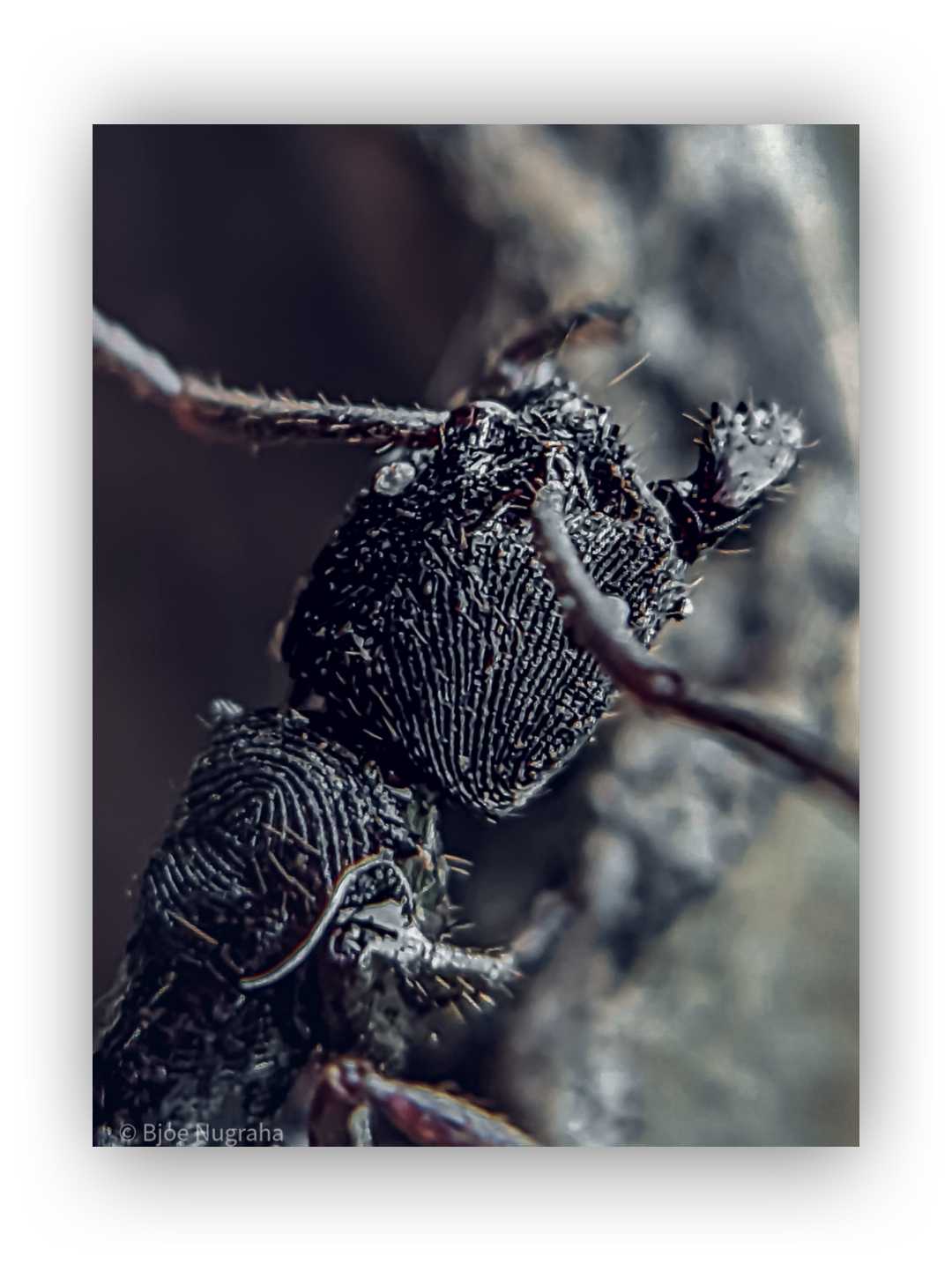 PONERINAE