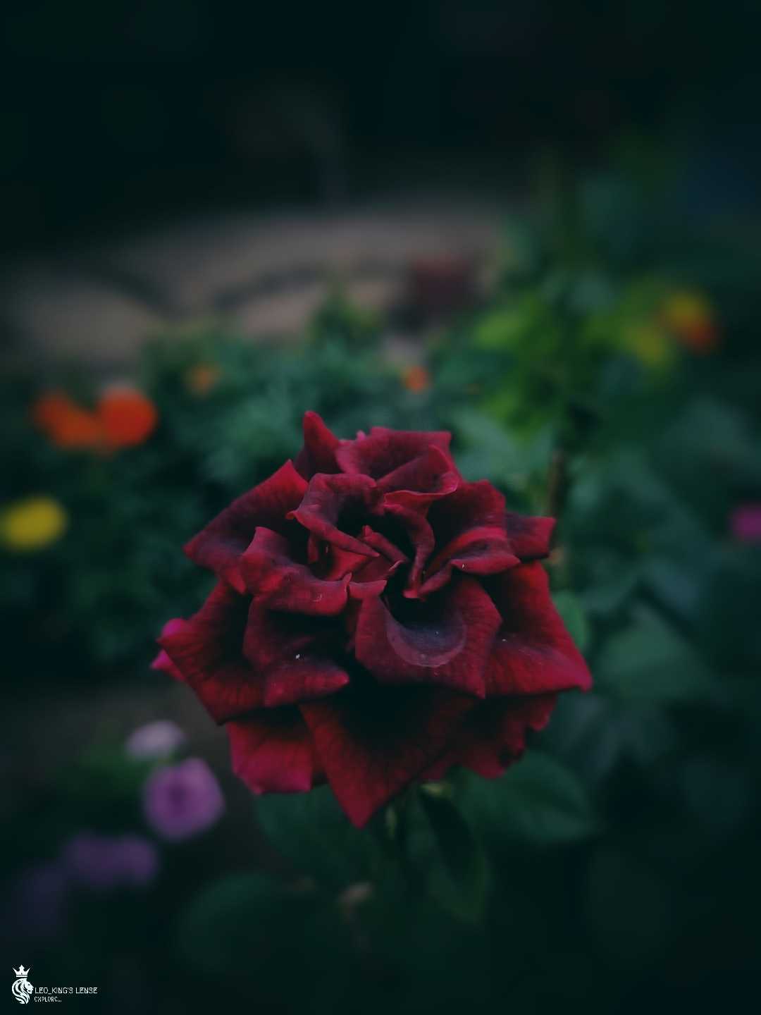 Rose 