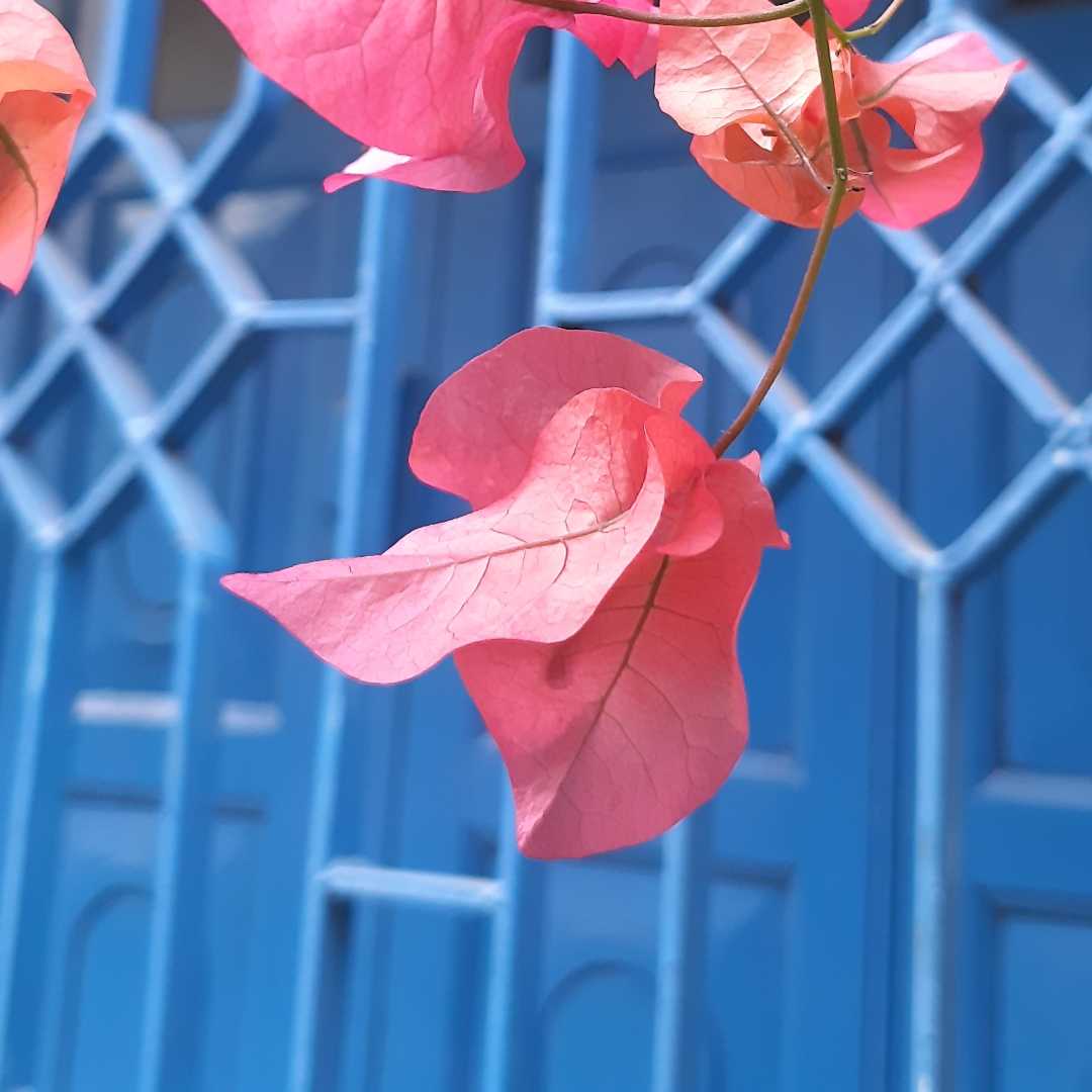 Colours
