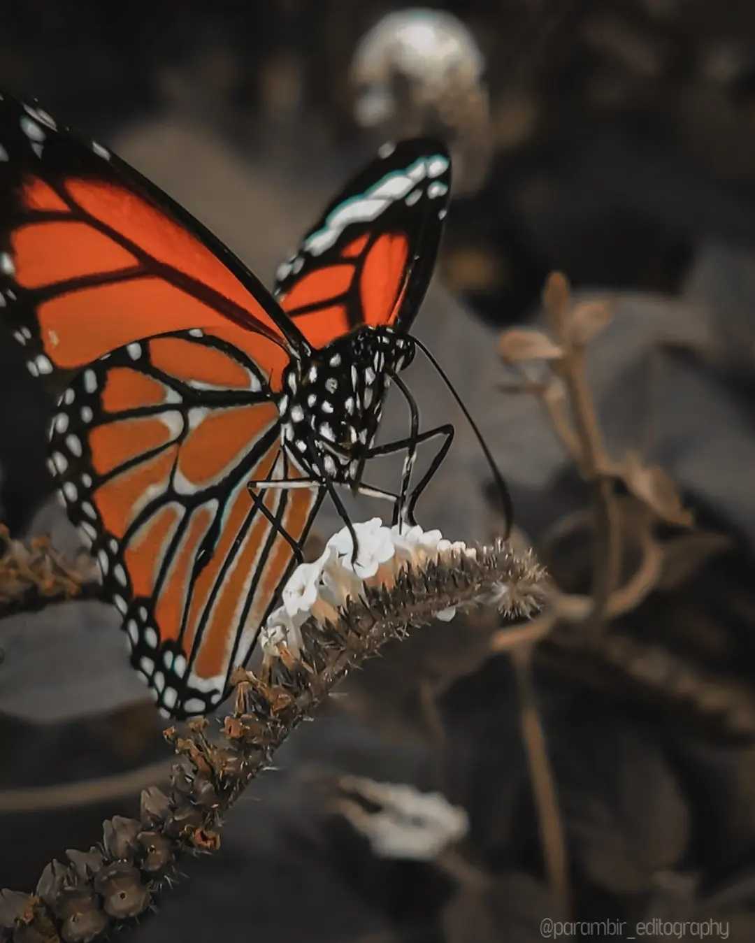 Butterfly 🦋