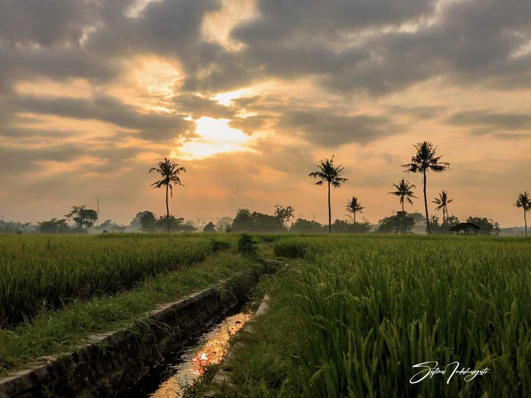Sawah pedesaan