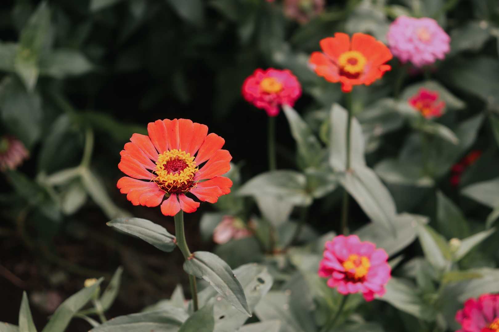 ZINNIA