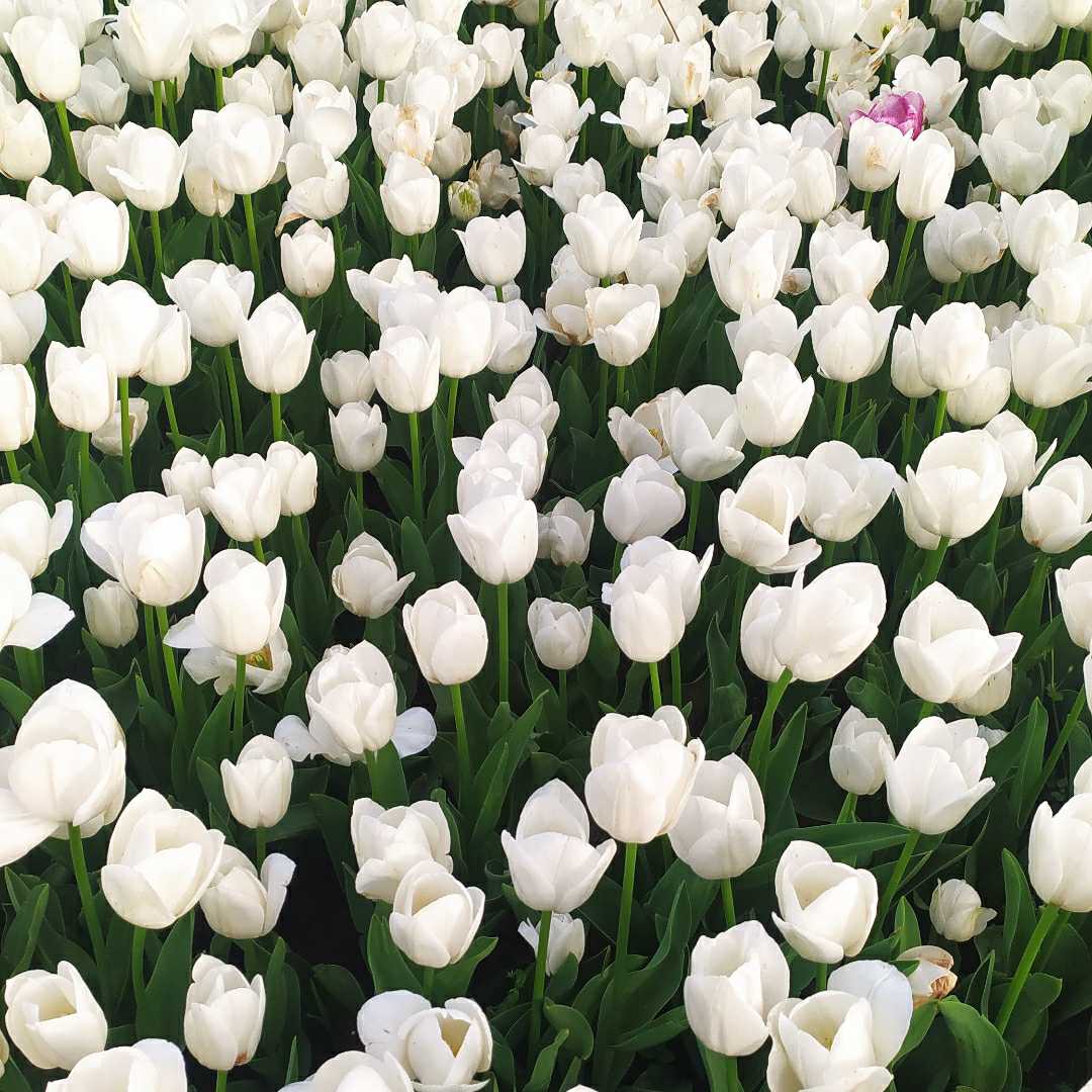 my fav Tulips
