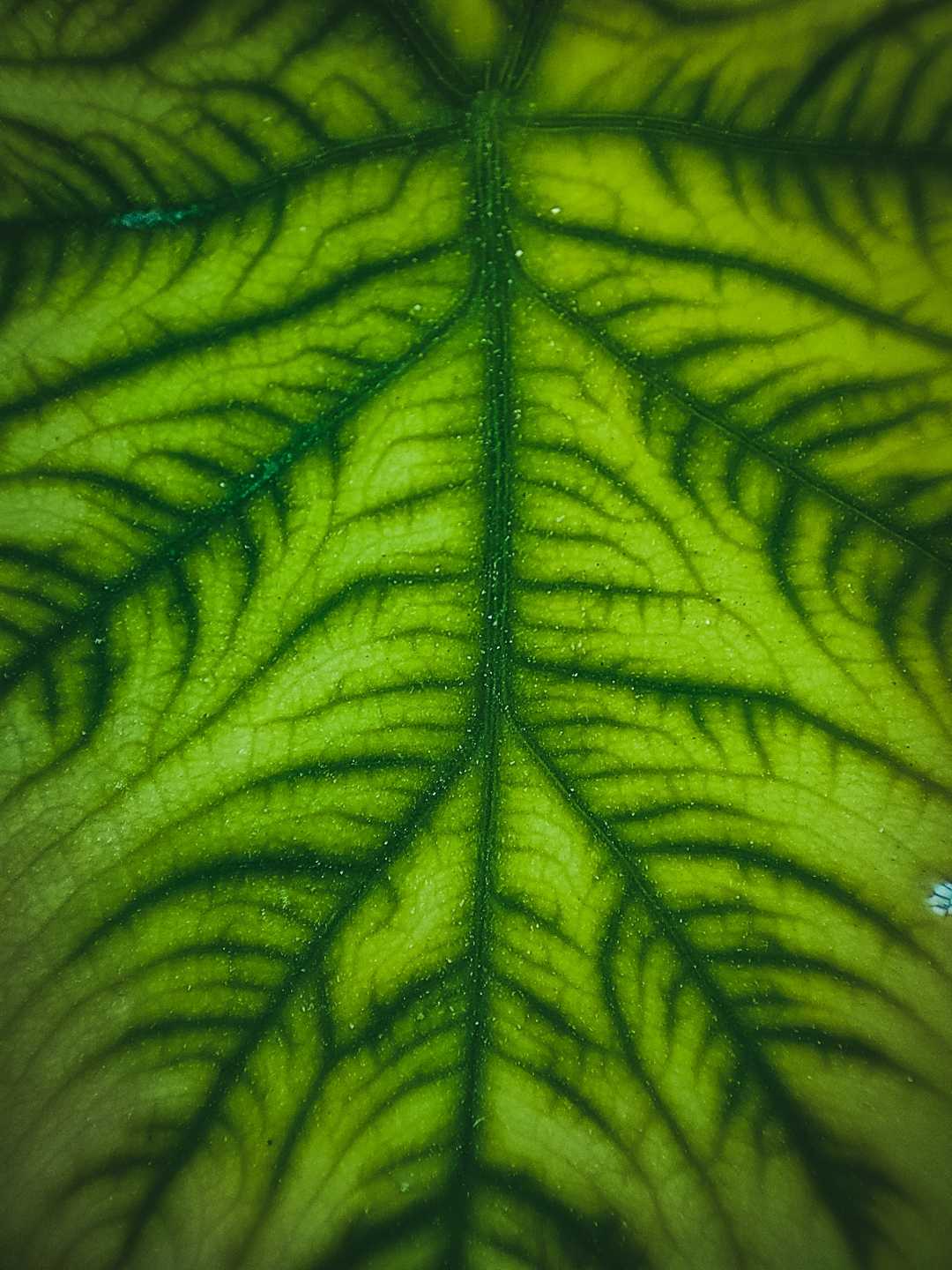 LEAF LIFE 