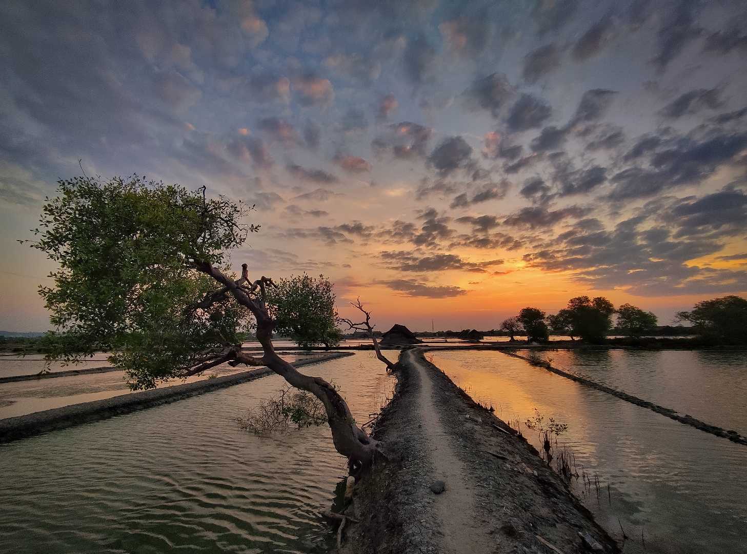 Bakau miring 
