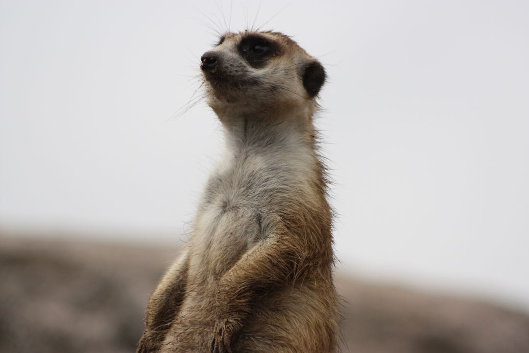 Suricatas / Meerkats