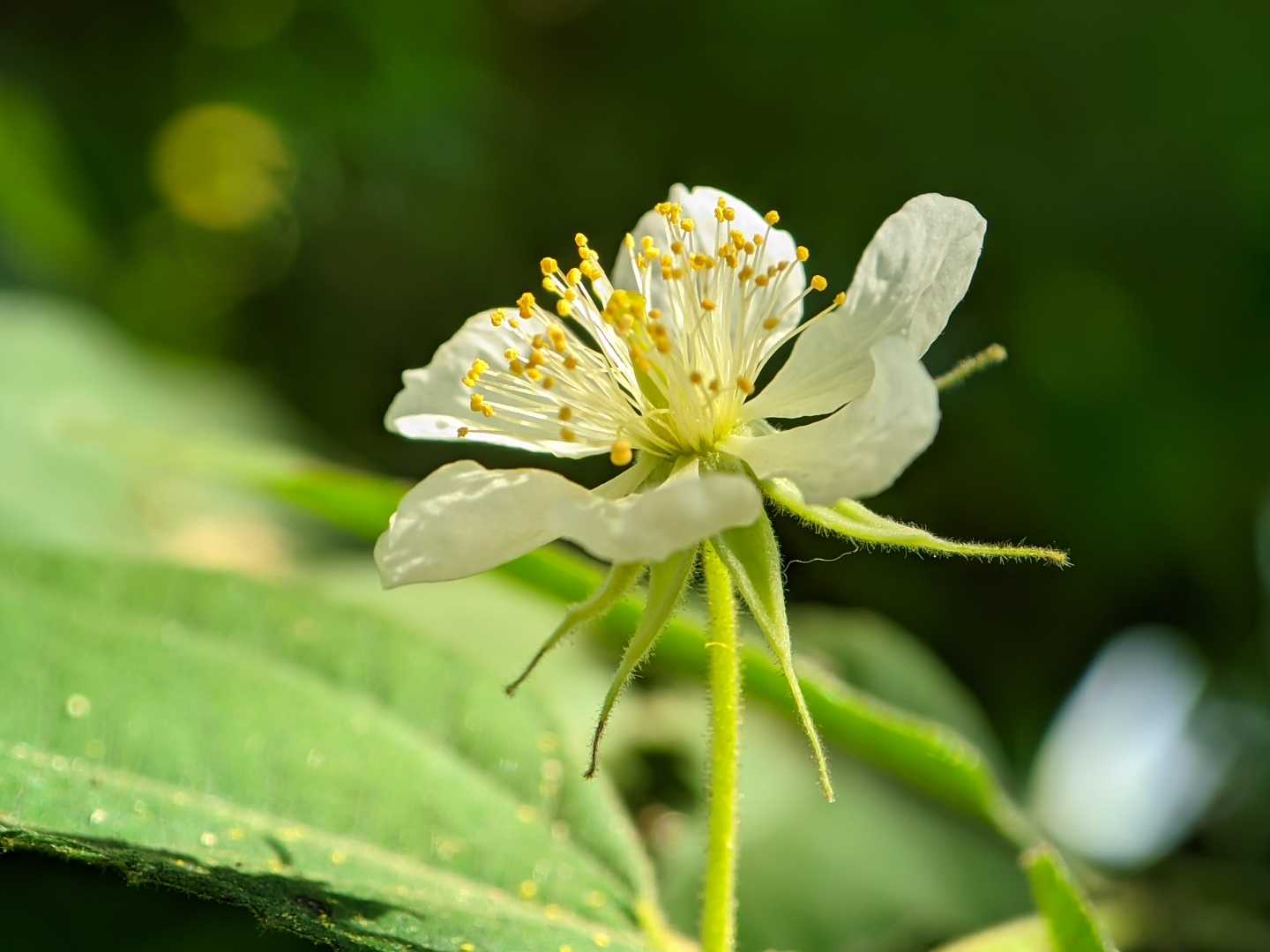 bunga kersen 