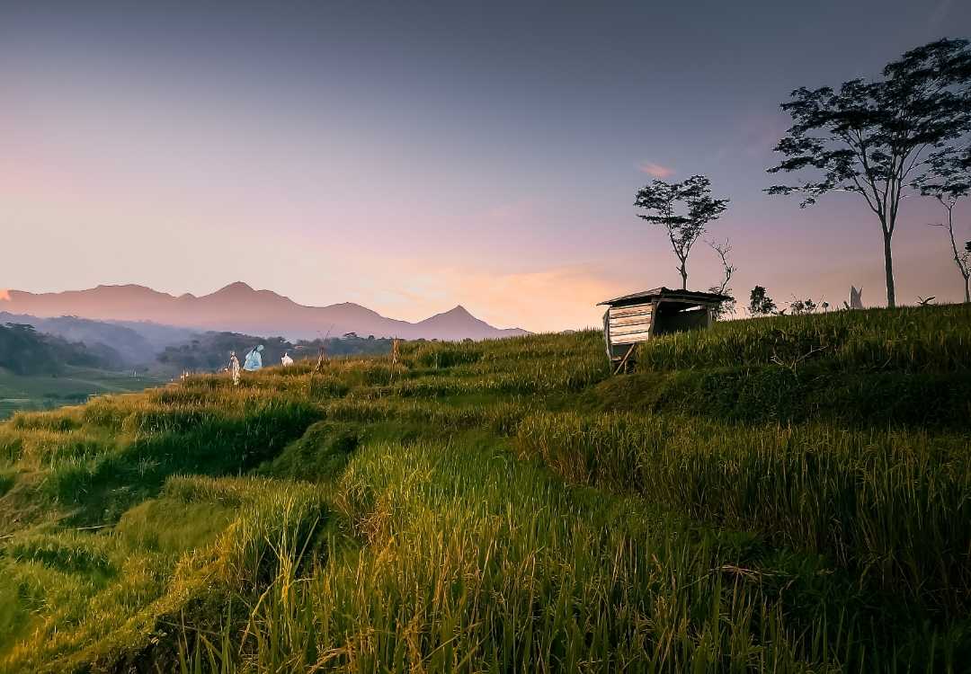 Sawah