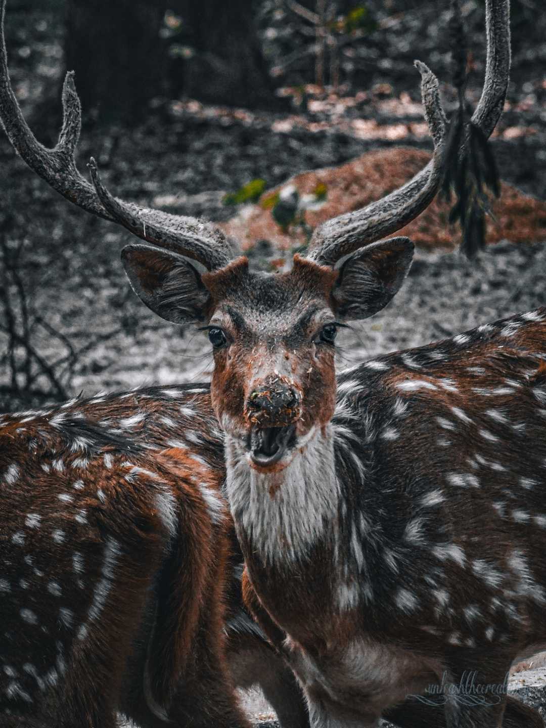 The Spotted Deer.