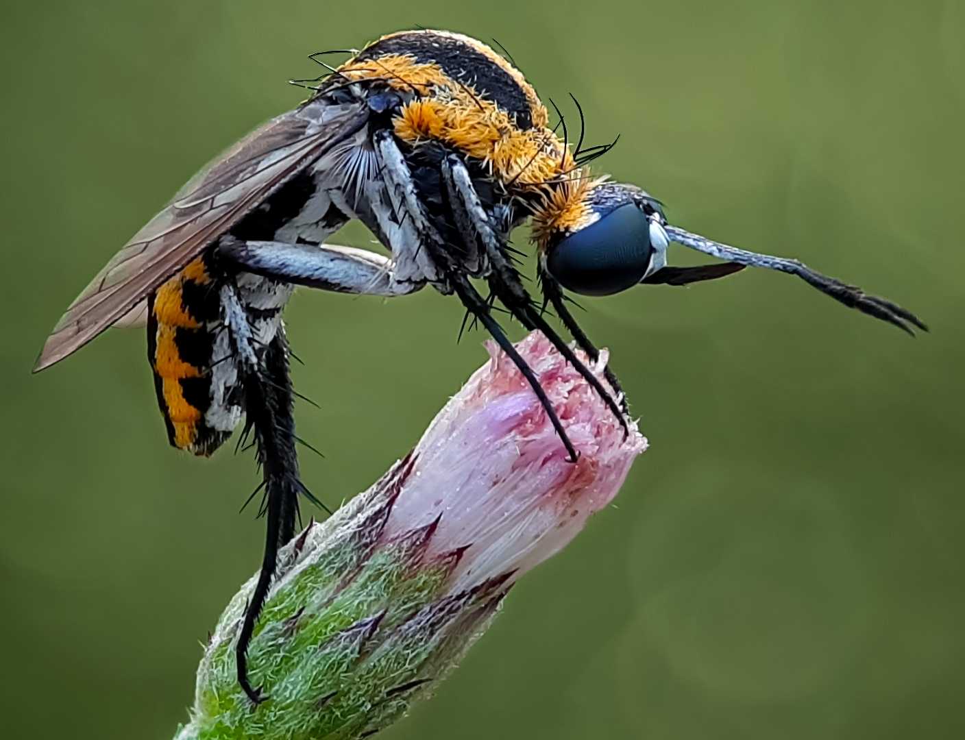 Toxophora 