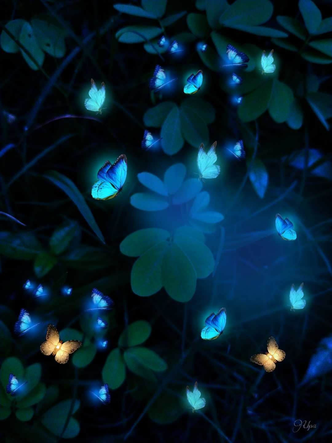 Butterflies 