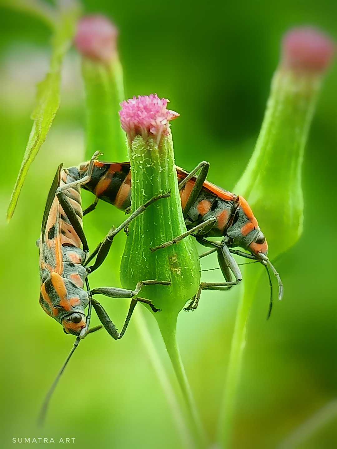 Spilostethus