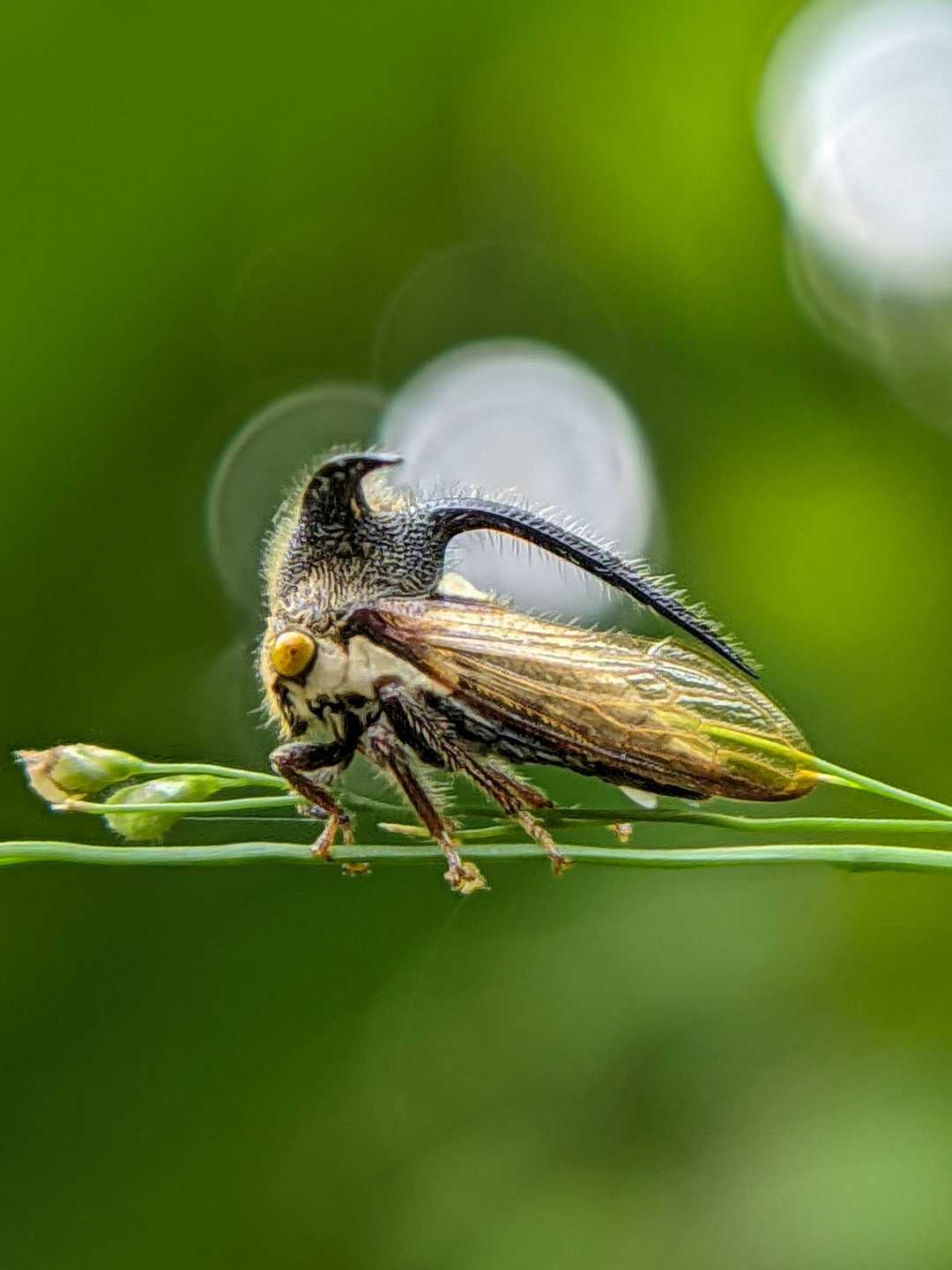 Treehoppers