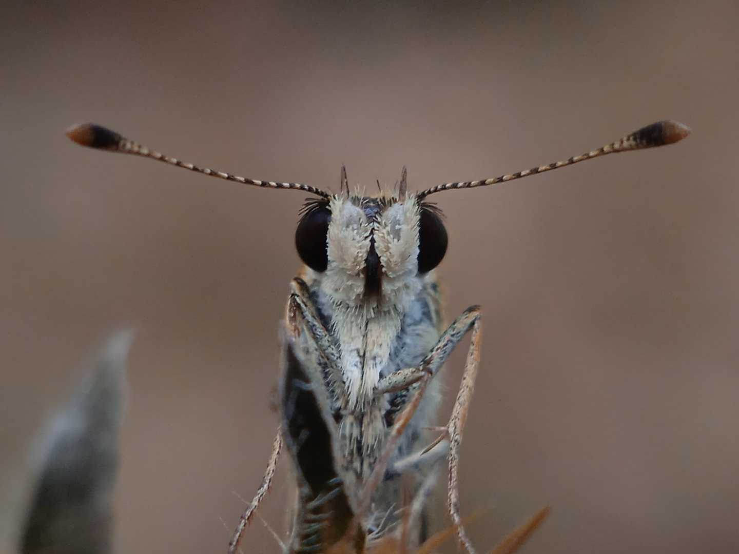 Amblyscistes ( kupu-kupu) 