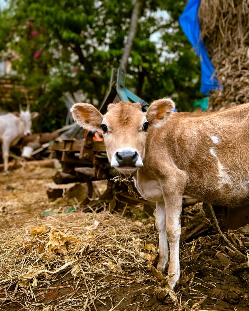 I will call you Mini Moo ! 🐮