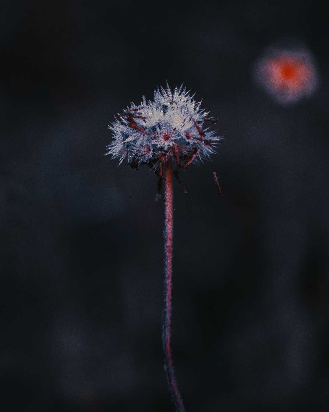 Dandelion seeds