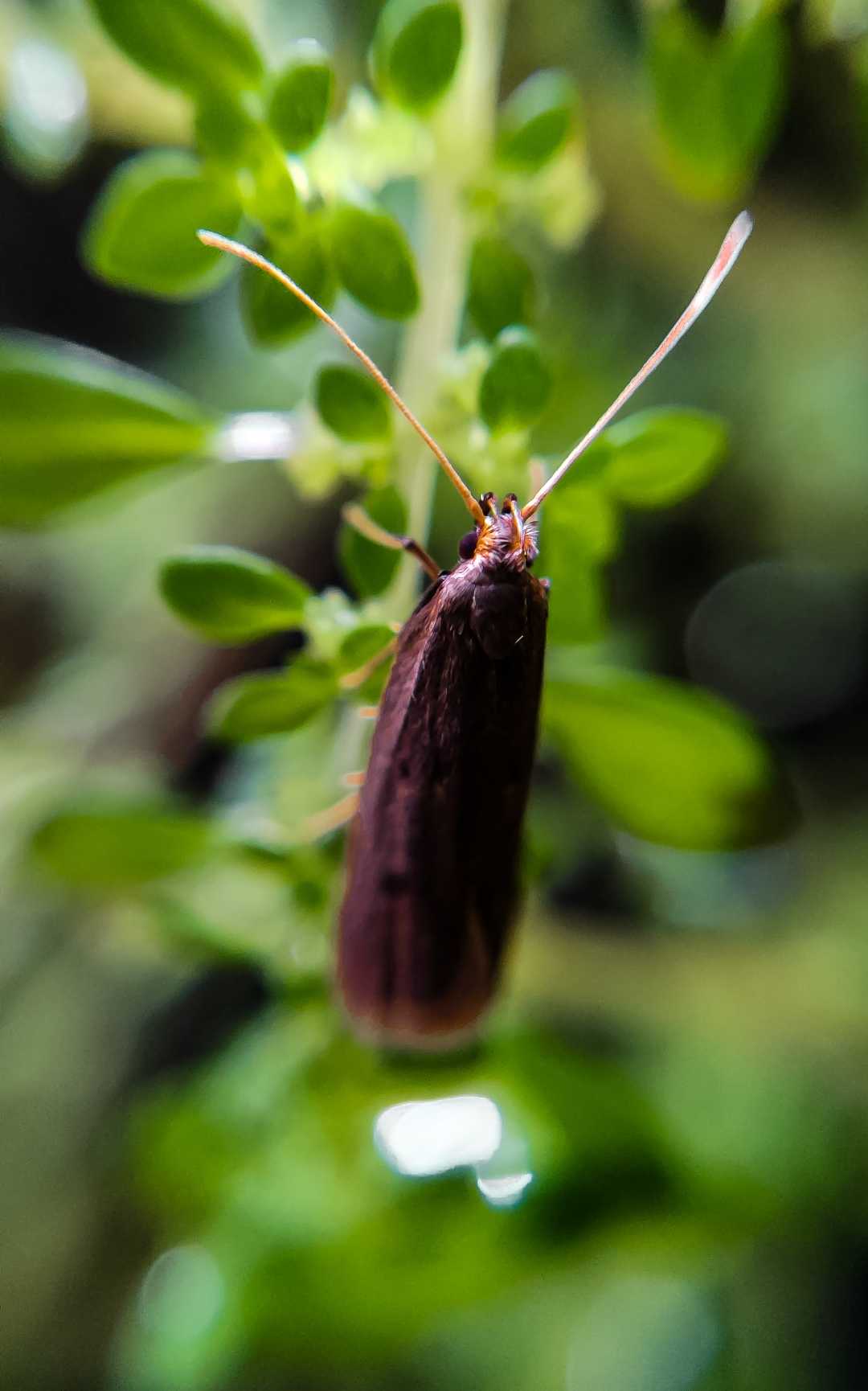 check out this macro pic of a Long Horned Moth