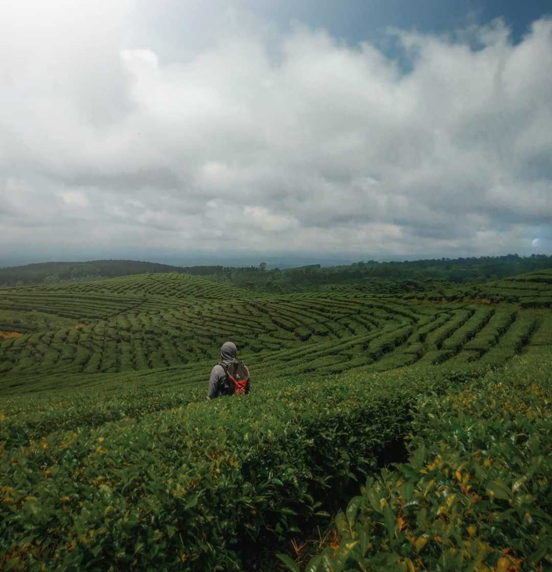 Kebun Teh Gucialit - Lumajang