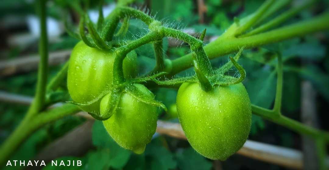 TOMAT 🍅