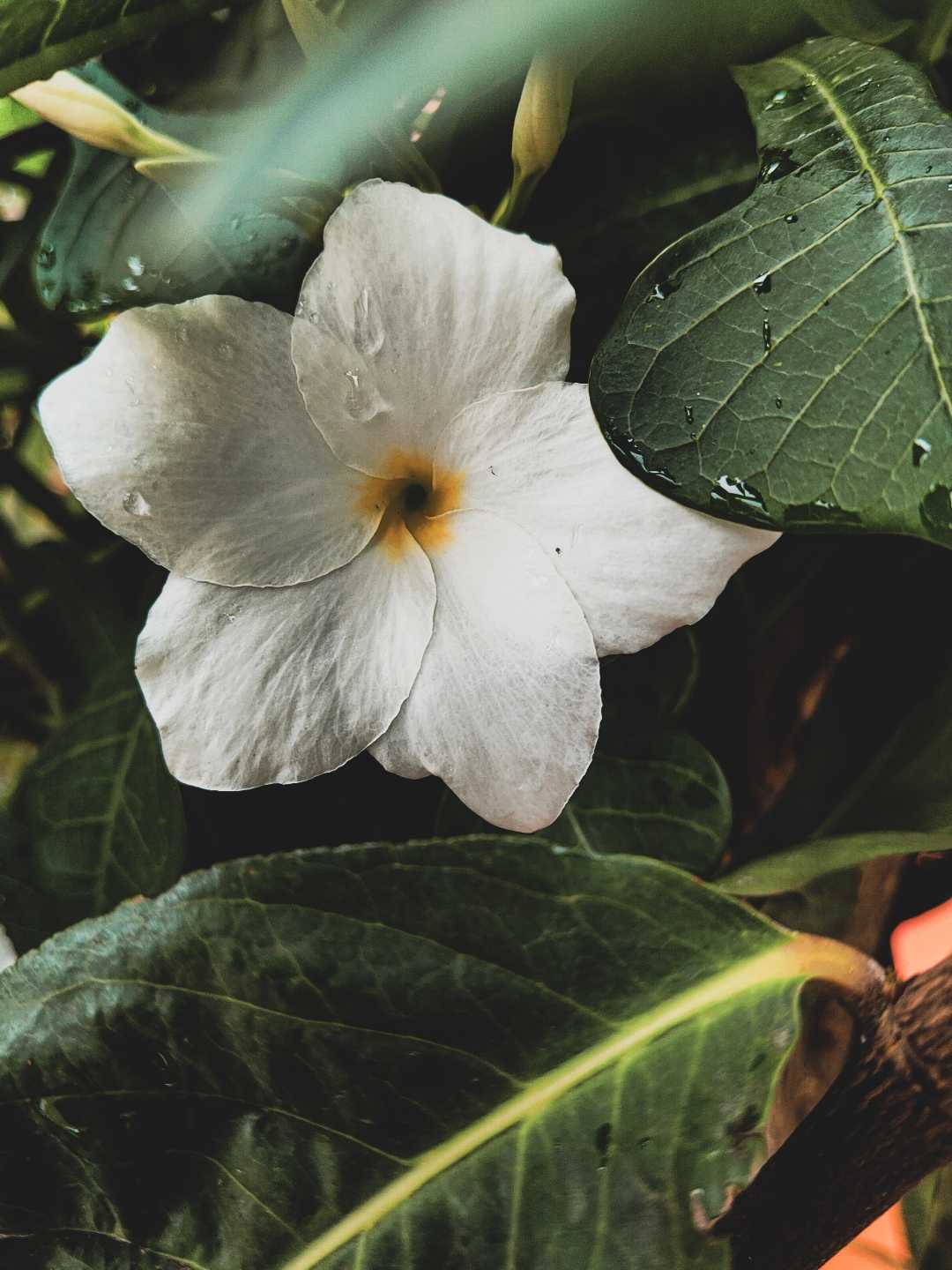 Plumeria pudica..!