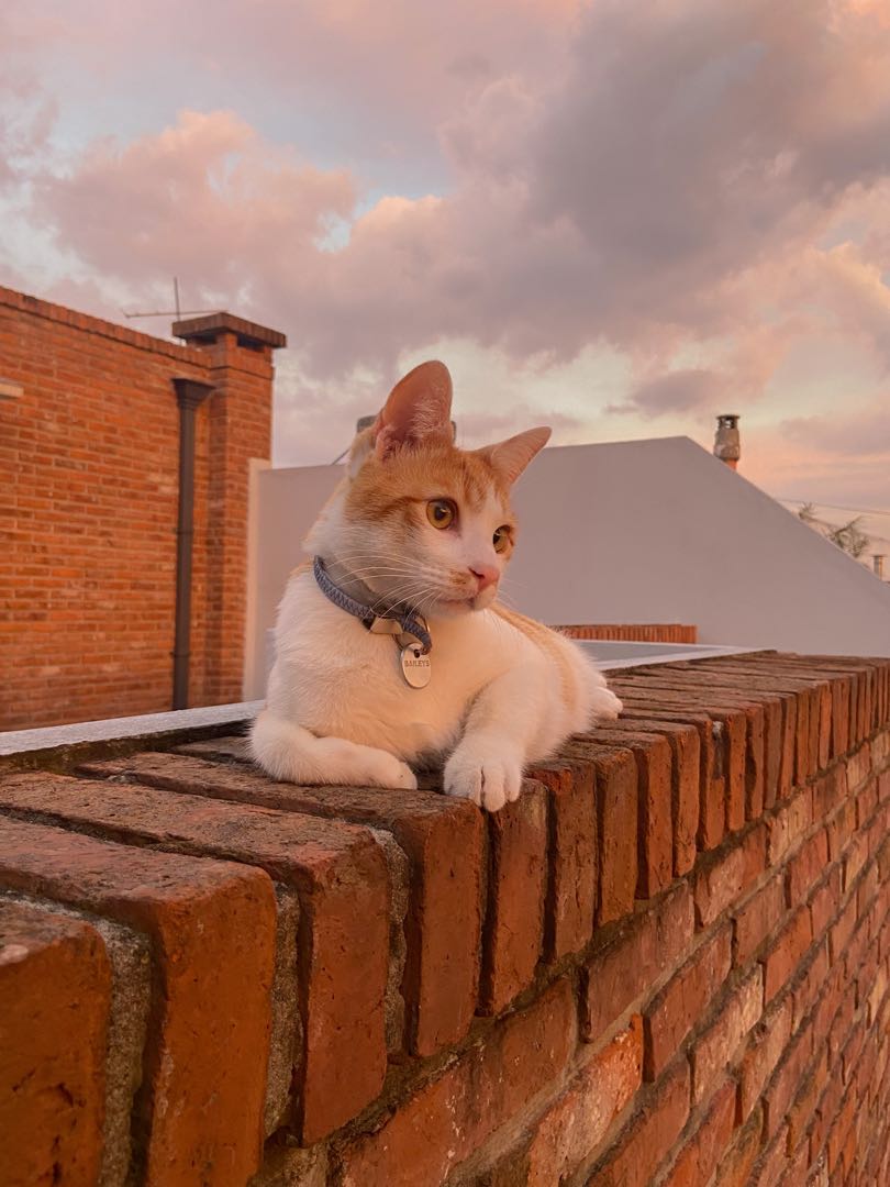 si, mi gato se llama Baileys jajaj