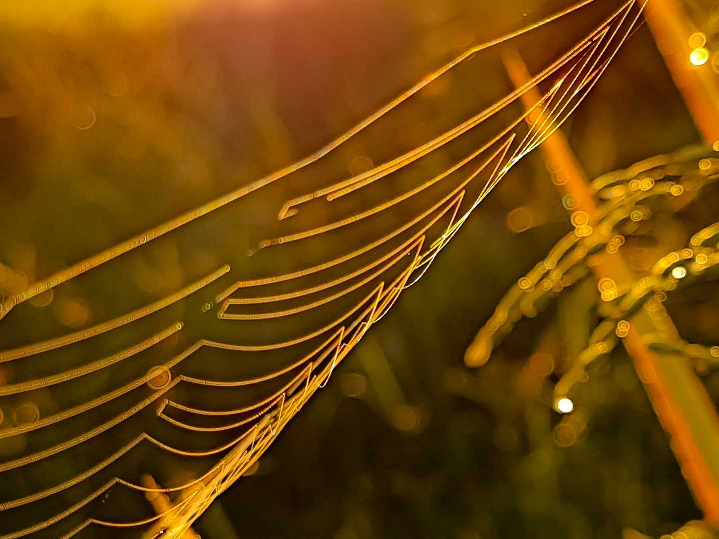 Spider webs under the sunlight 