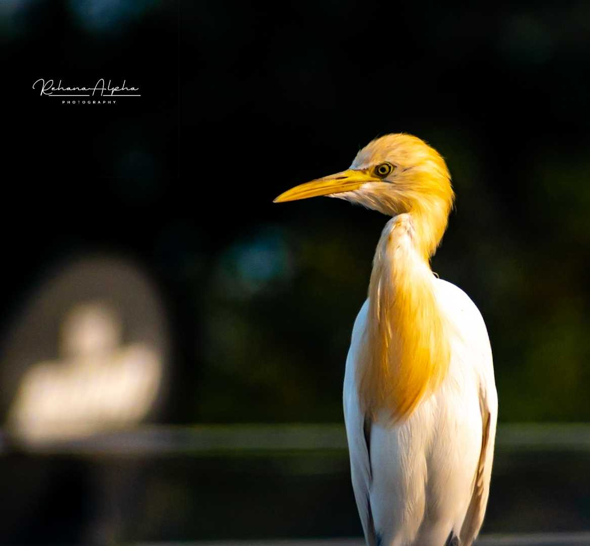Cattle Egret