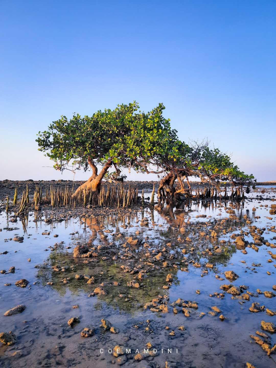 MANGROVE BERDUAN 