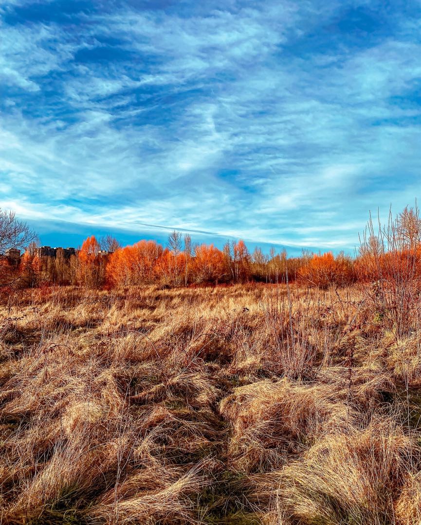 Fall foliage at Union Bay Natural Area, Seattle