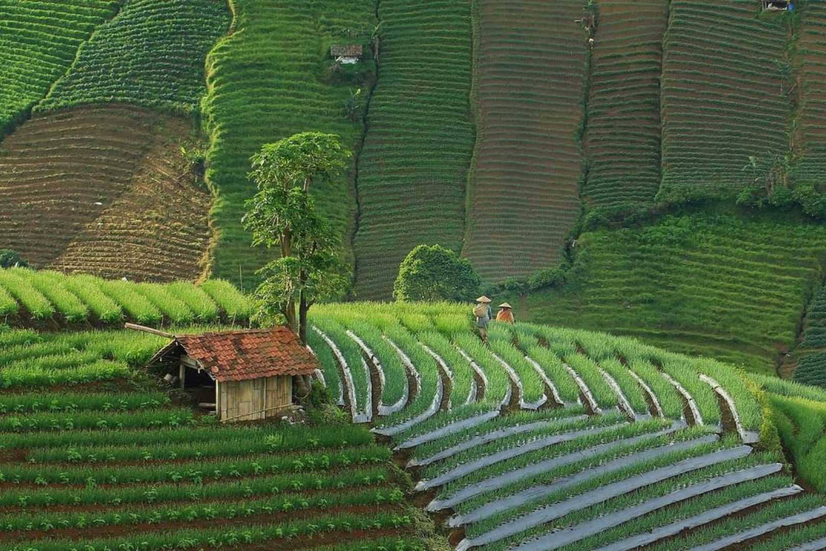 Terasering Panyaweuyan Majalengka