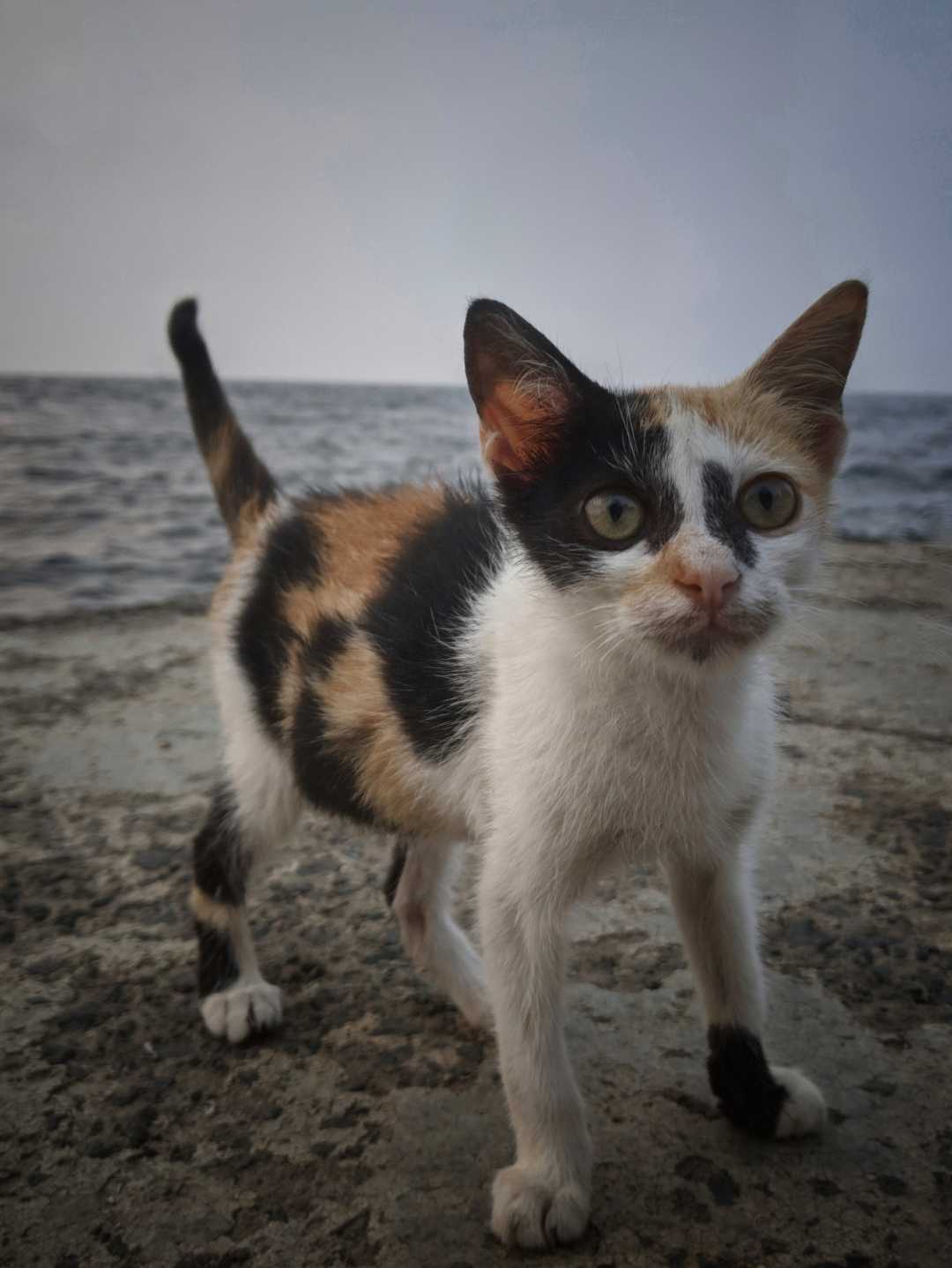 Kucing domestik 