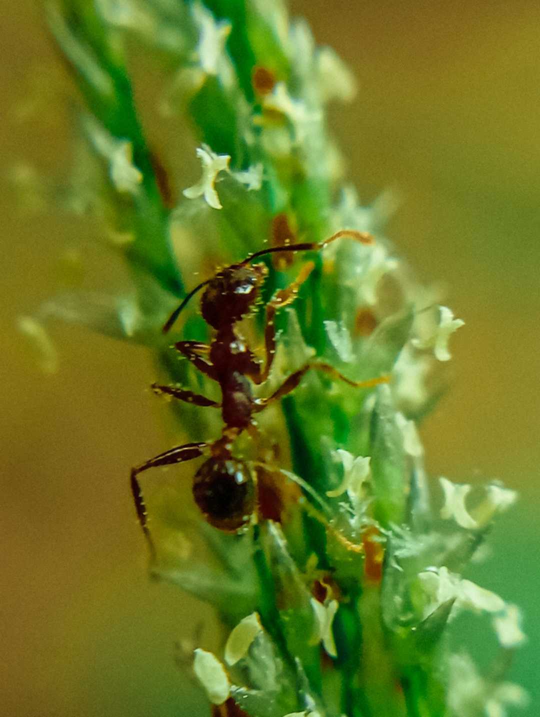 macro semut