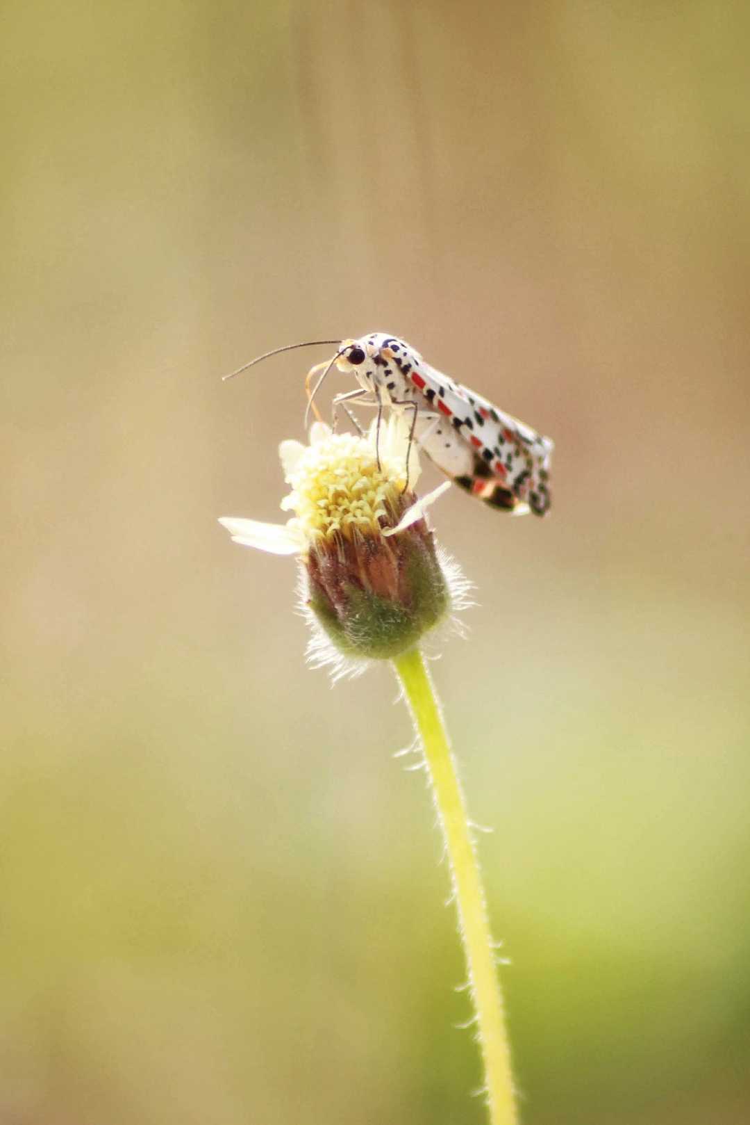 moth