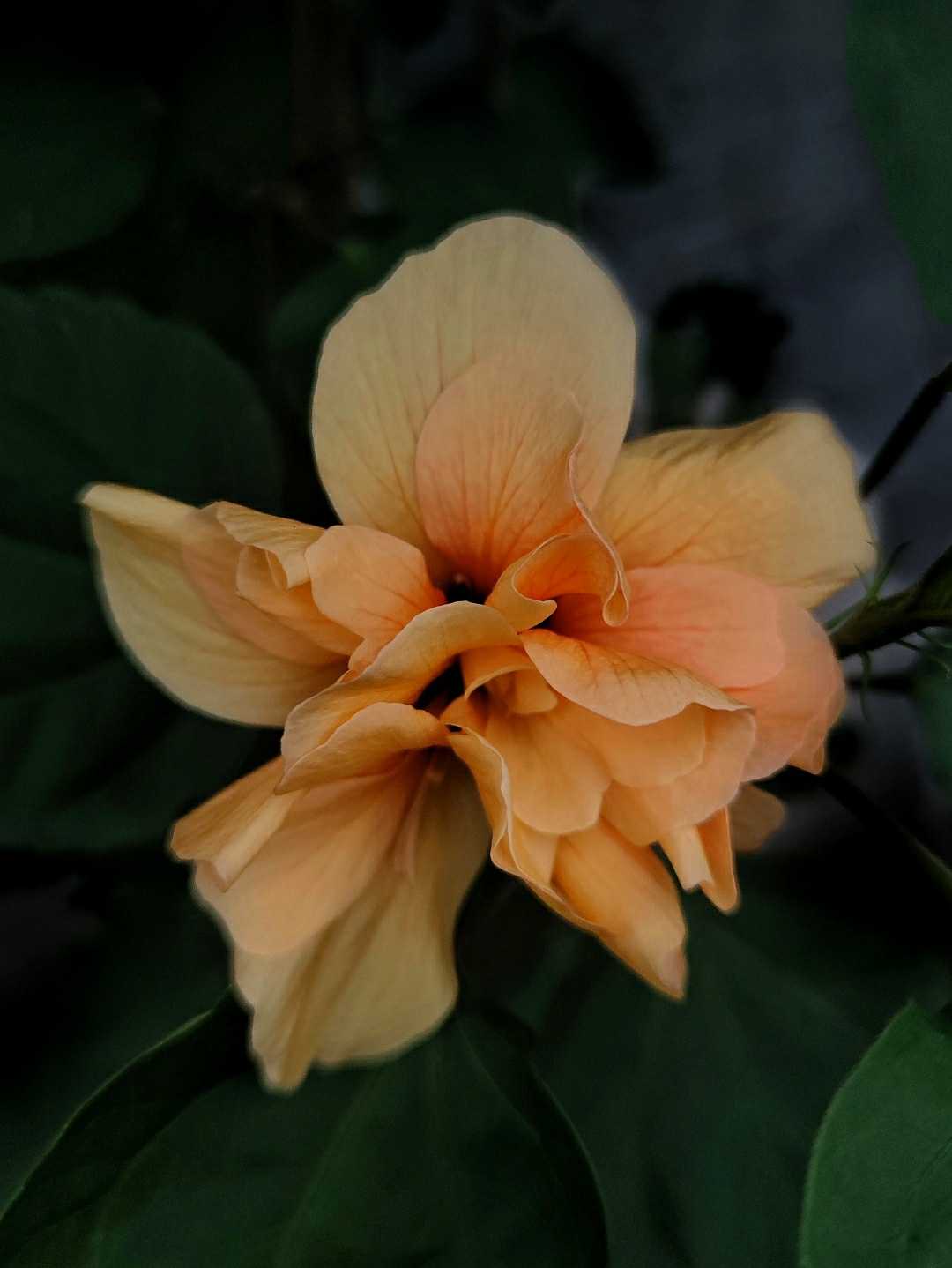 Hibiscus