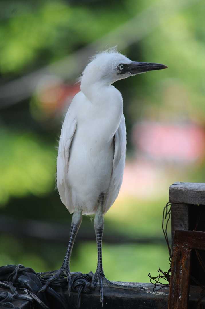 little egret ( white heron )