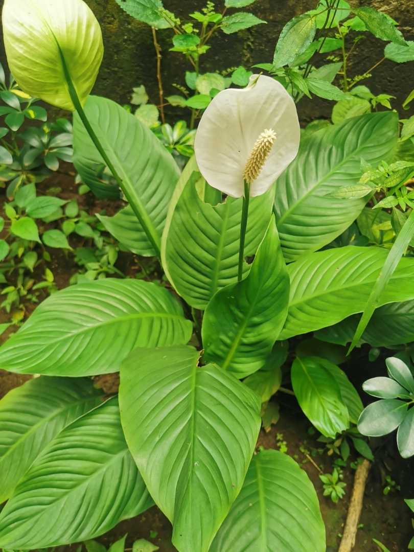 plantas de la zona