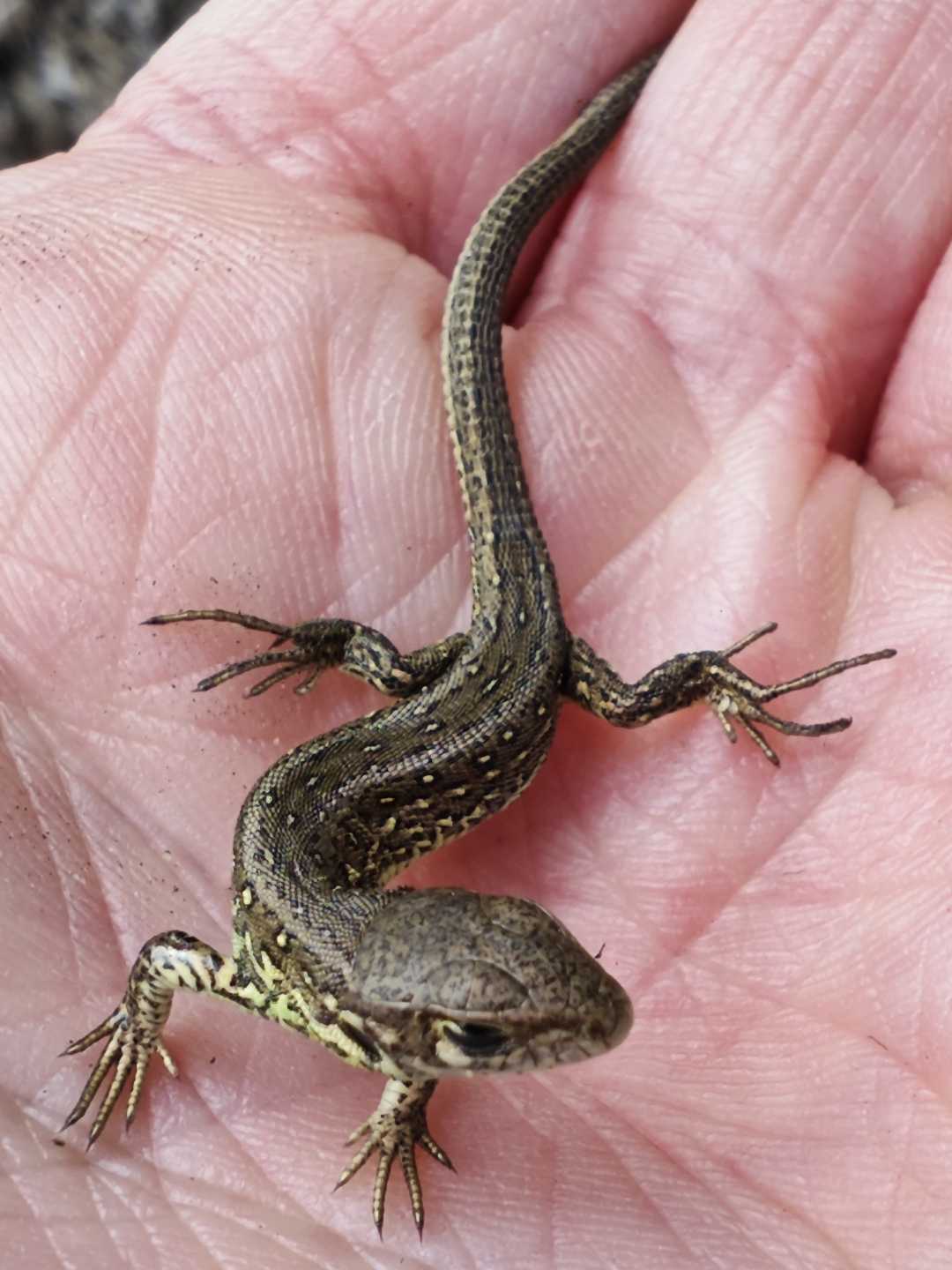 Sand lizard 🦎