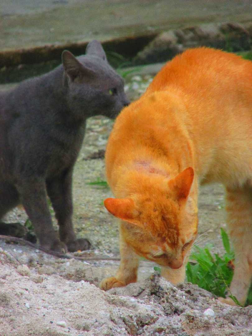 kucing gelud 