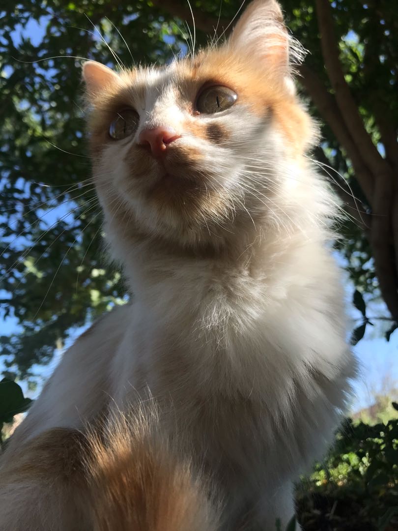 🐱 
