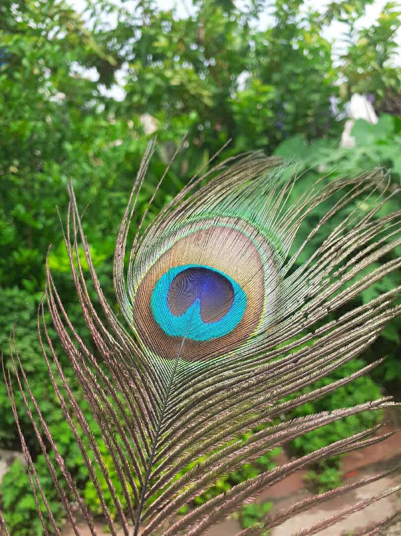 peacocks feather