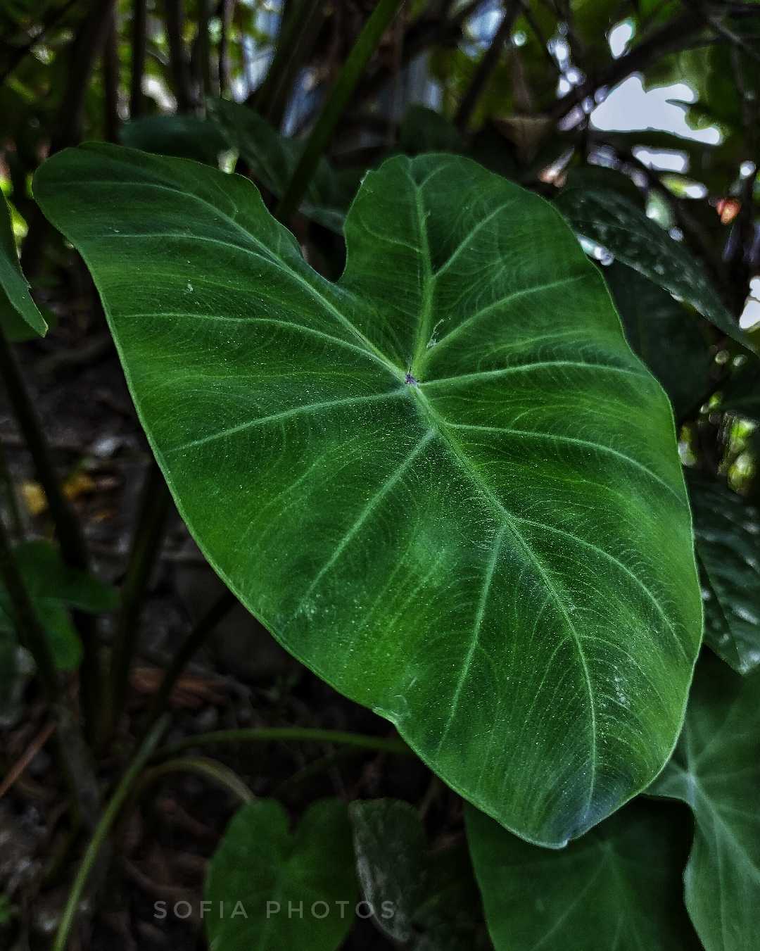 Daun Talas
