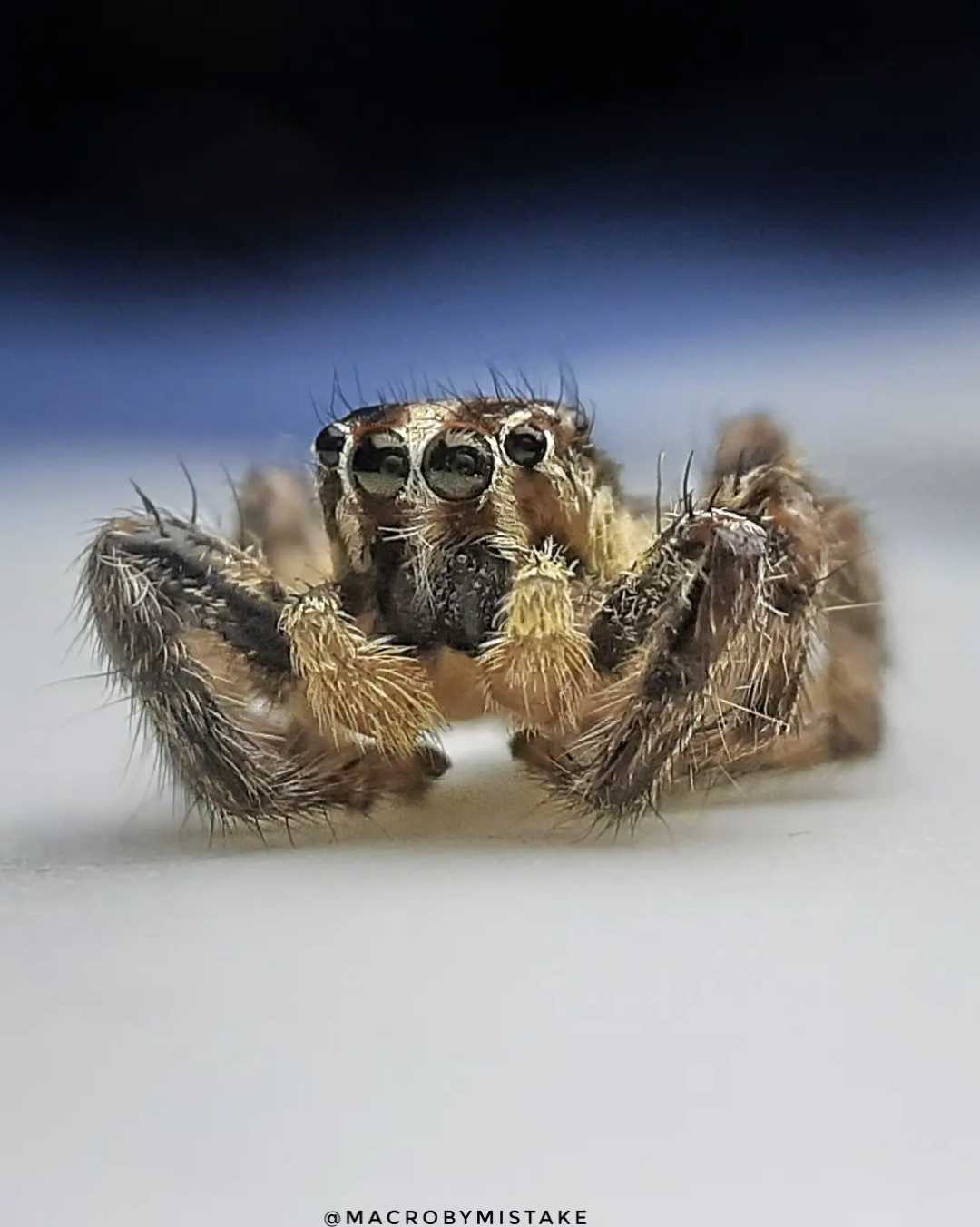 spider