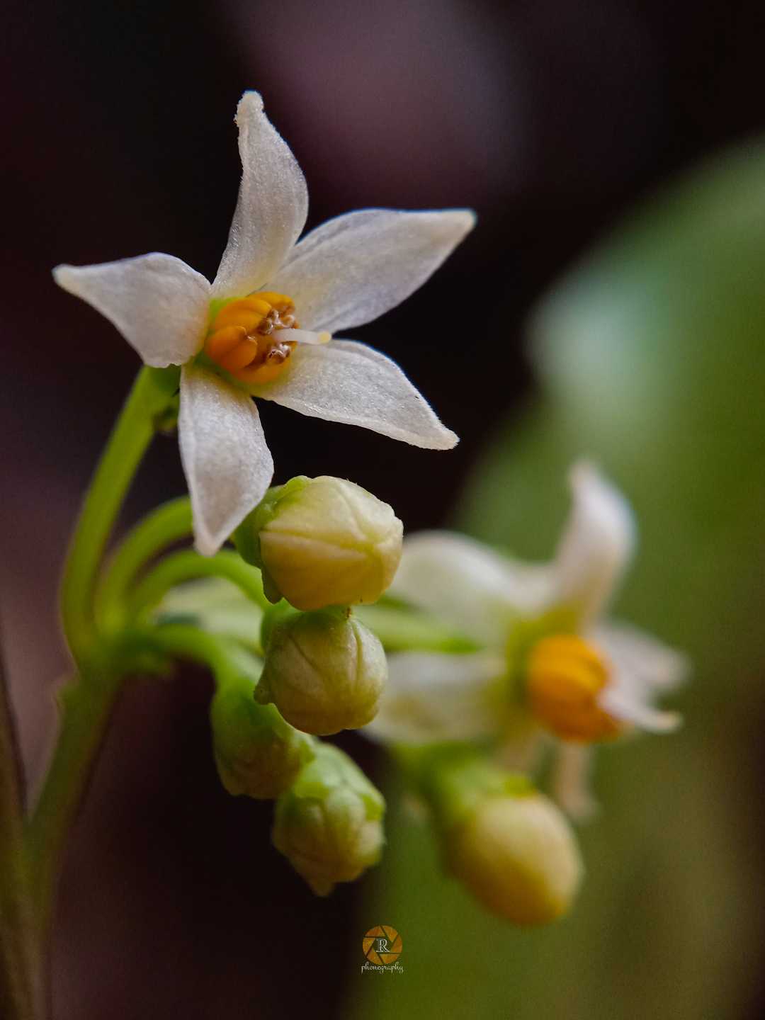 Solanum