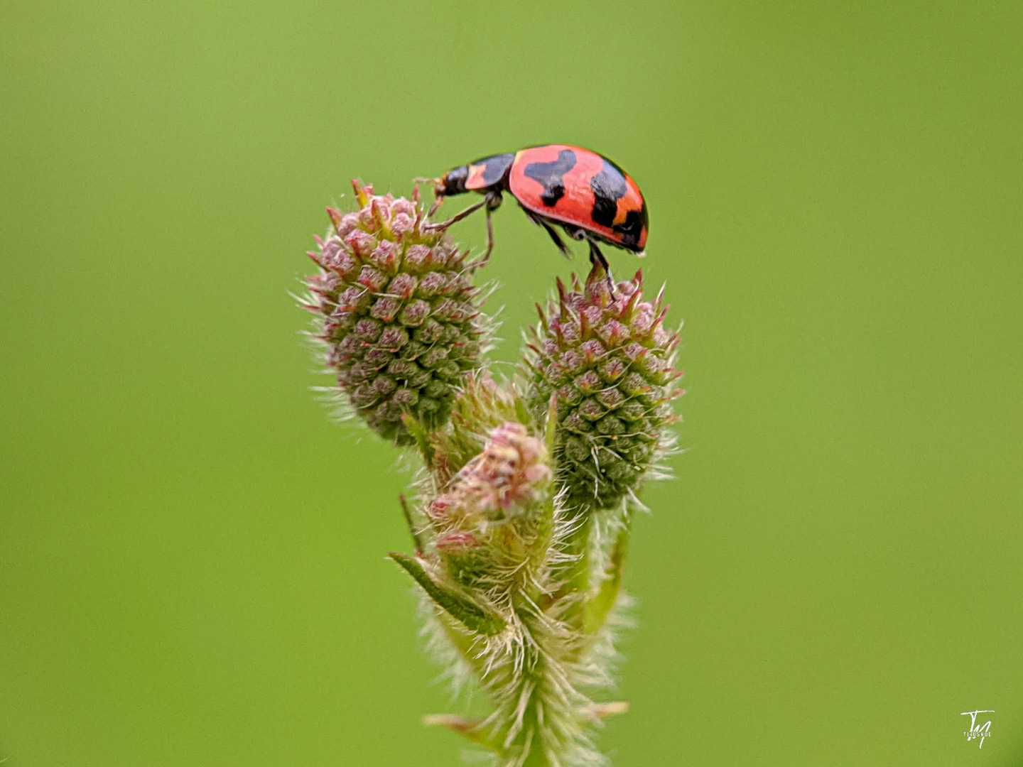 Coccinella Transversalis