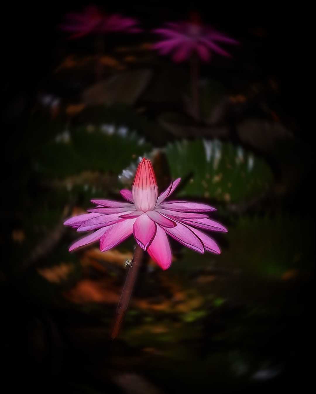 Water Lily