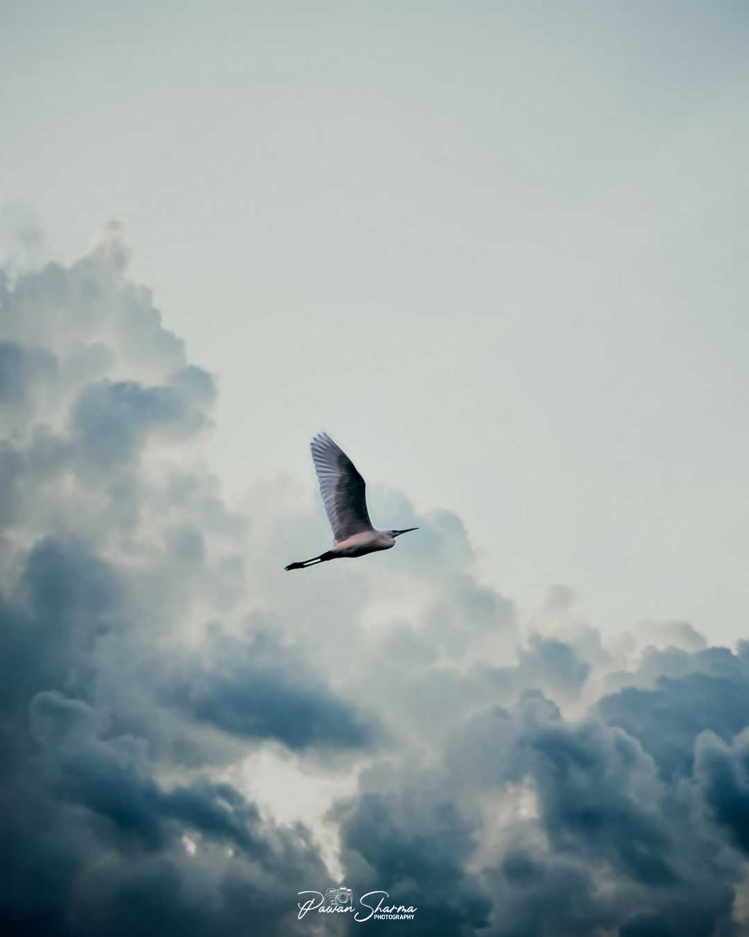 THE FREE WING 