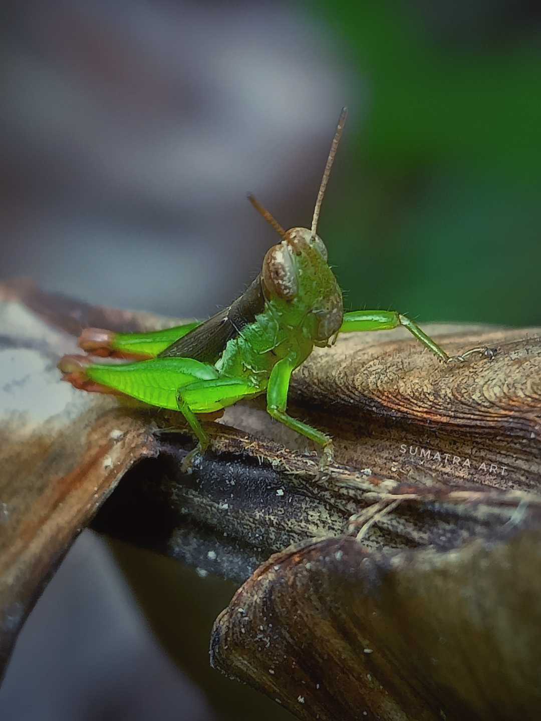 Belalang Padi