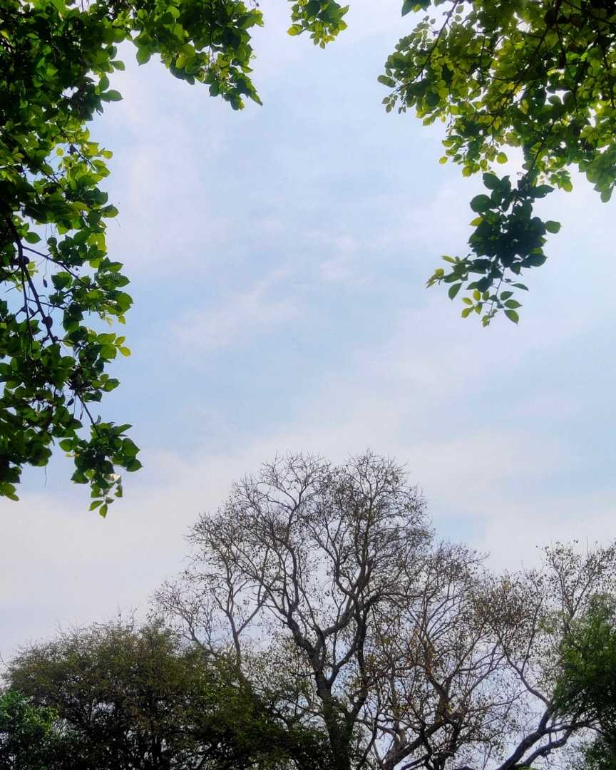 Save Trees