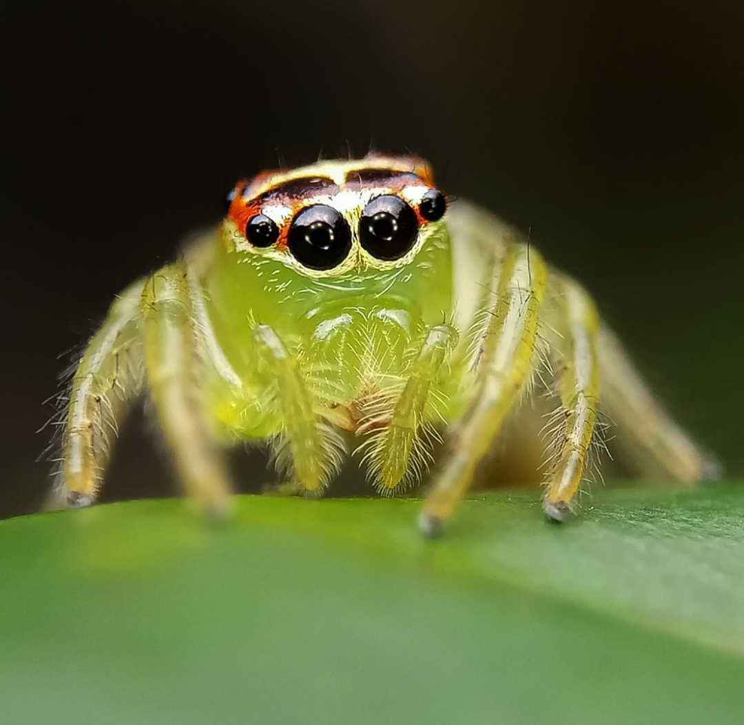 Mopsus mormon